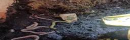 Millipedes invertebrates for sale: Adult and baby Millipedes  - Advert 4