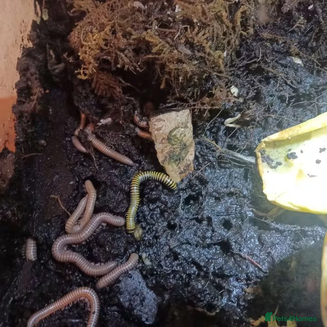 Millipedes invertebrates for sale: Adult and baby Millipedes  - Advert 4