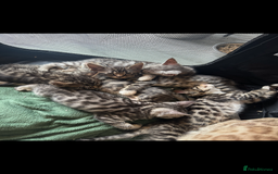 Mixed Breed cats for sale: Maine coon cross Bengal kittens ready now  - Image 3