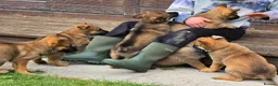 Mixed Breed dogs for sale: Shepherd's available.  Last 2 £500 - Advert 7