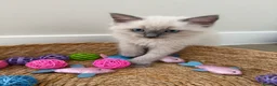 Ragdoll cats for sale: £850 for pair - Beautiful Bonded Ragdoll Kittens  - Advert 2