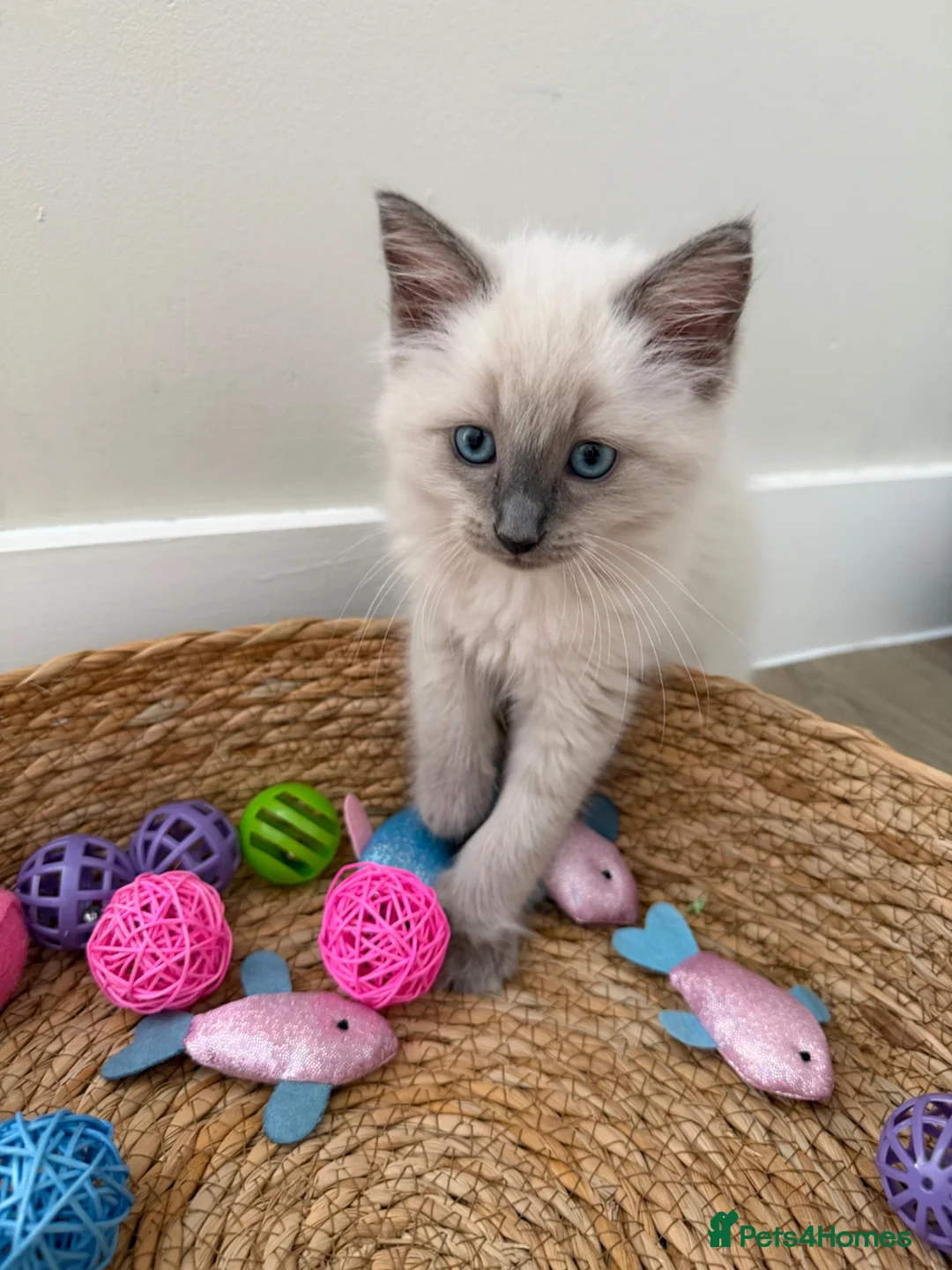 Ragdoll cats for sale: £850 for pair - Beautiful Bonded Ragdoll Kittens  - Advert 2