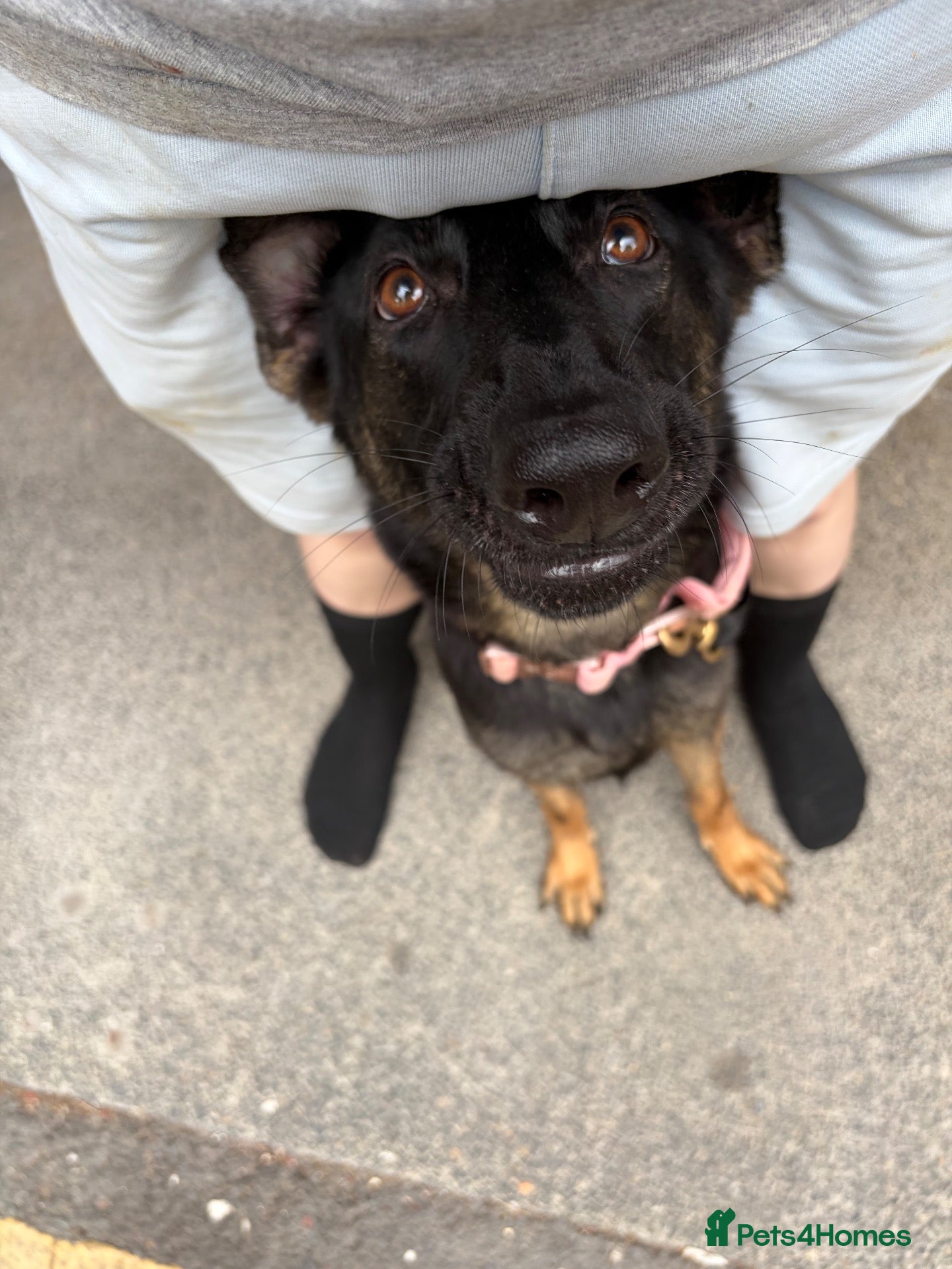 Chorkie dogs FEMALE MALINOIS  - Advert 5