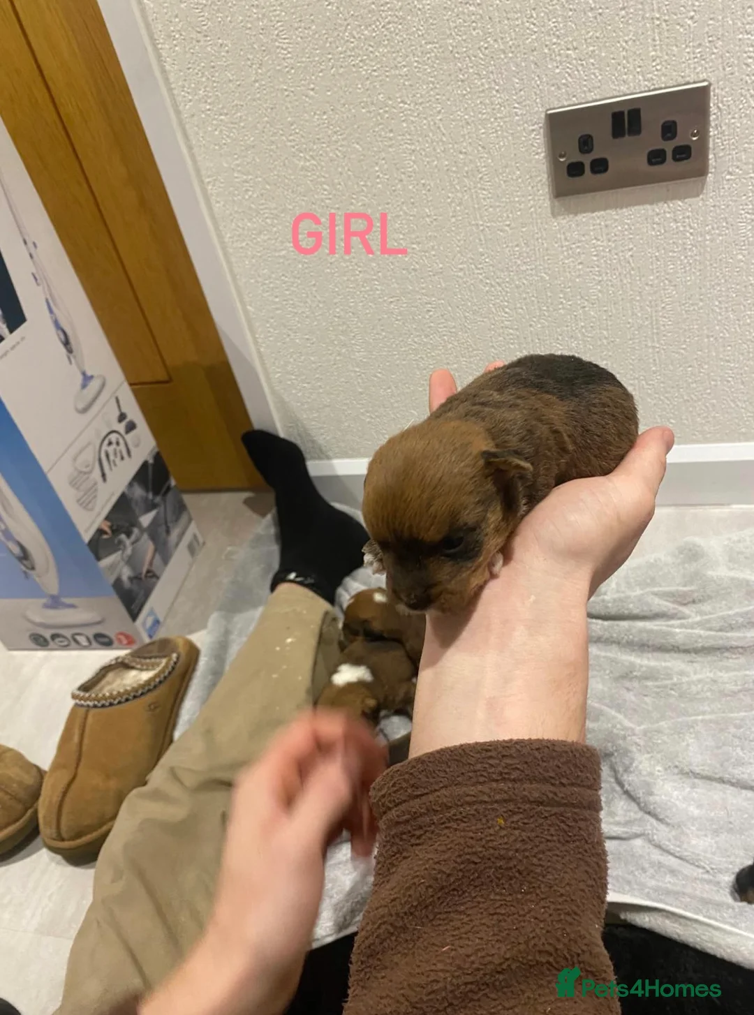 Mixed Breed dogs for sale: Lakeland x Jack Russell - Advert 5