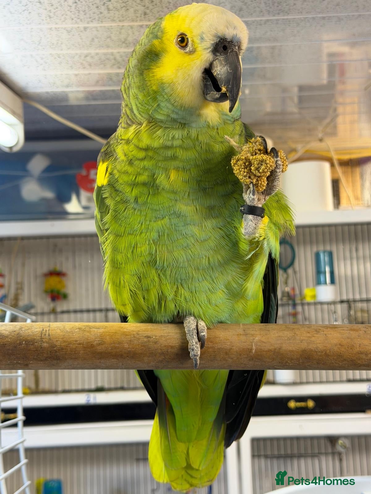 Parrots birds Yellow Headed 6 year old Amazon Parrot  - Advert 18