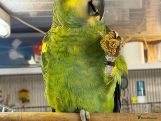 Parrots birds Yellow Headed 6 year old Amazon Parrot - Advert 5