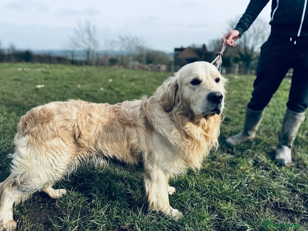 Golden Retriever dogs for stud: ⭐️ KC health tested chunky boy ⭐️ in Leicester - Advert 5