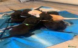 Labrador Retriever dogs for sale: Labrador puppys - Image 14