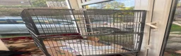 Mixed Breed birds for sale: Large Bird Cage for Sale 🐦 - Advert 2