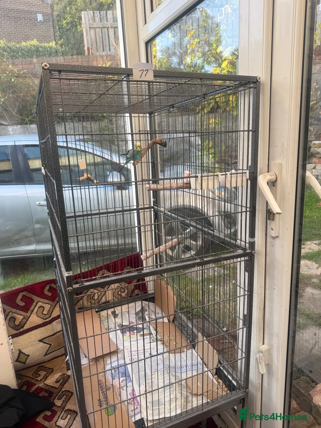 Mixed Breed birds for sale: Large Bird Cage for Sale 🐦 - Advert 2