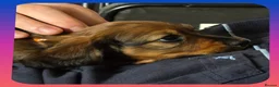 Miniature Dachshund dogs for sale: 💥REDUCED!💥 LAST 2 KC Mini Long haired Dachshund - Advert 28