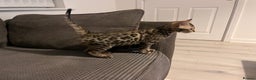 Bengal cats for sale: Stunning full pedigree registered bengal kittens  - Advert 3