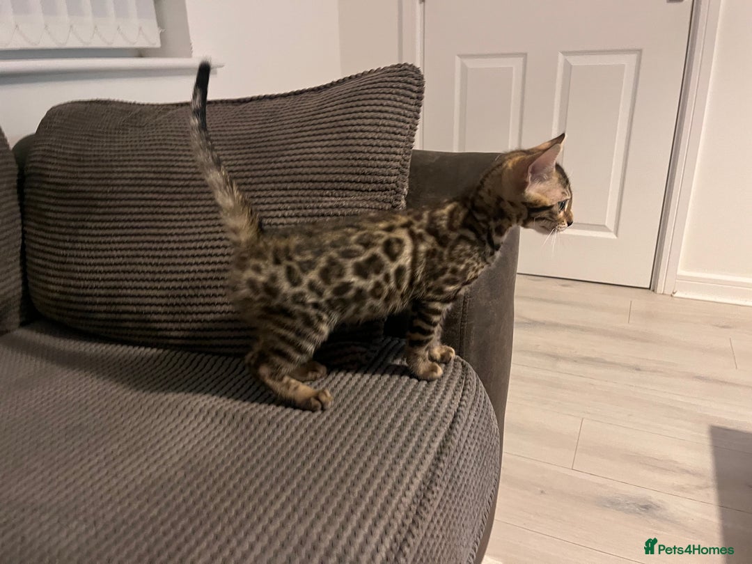 Bengal cats for sale: Stunning full pedigree registered bengal kittens  - Advert 3