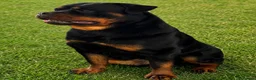 Rottweiler dogs for sale: 🏆🐾 5STAR BREEDERS🐾🏆KC REG girl and boys 💖💙 - Advert 5