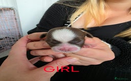 Shih Tzu dogs for sale: Stunning shih tzu puppies  - Image 2