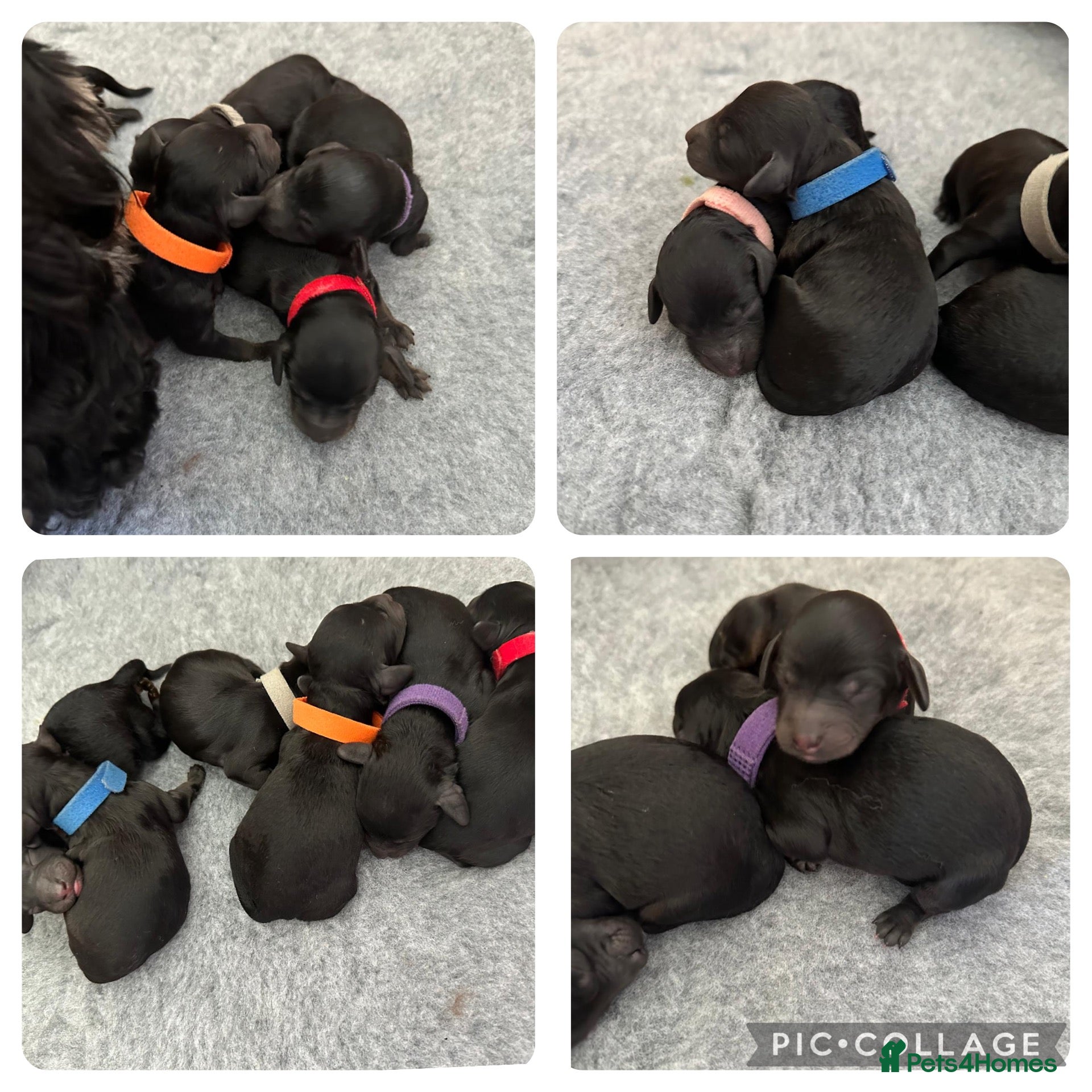 Cockapoo dogs F1B Cockapoo puppies - Advert 15