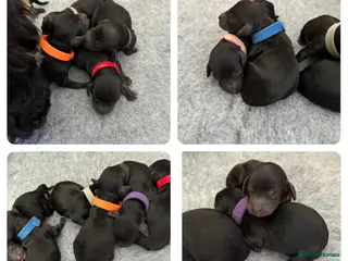 Cockapoo dogs F1B Cockapoo puppies - Advert 15