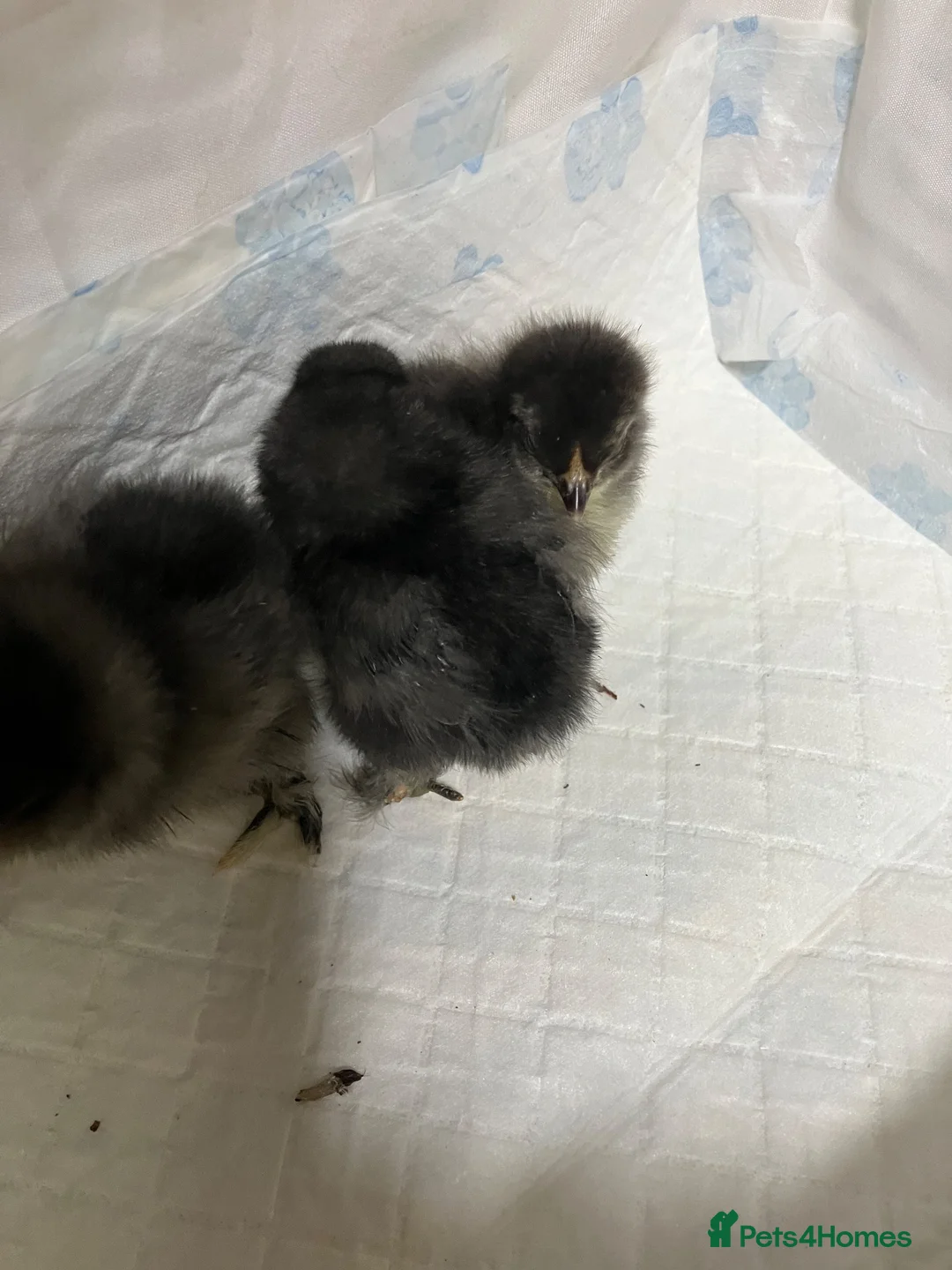 Chickens poultry for sale: Pekin bantam chicks - Advert 2