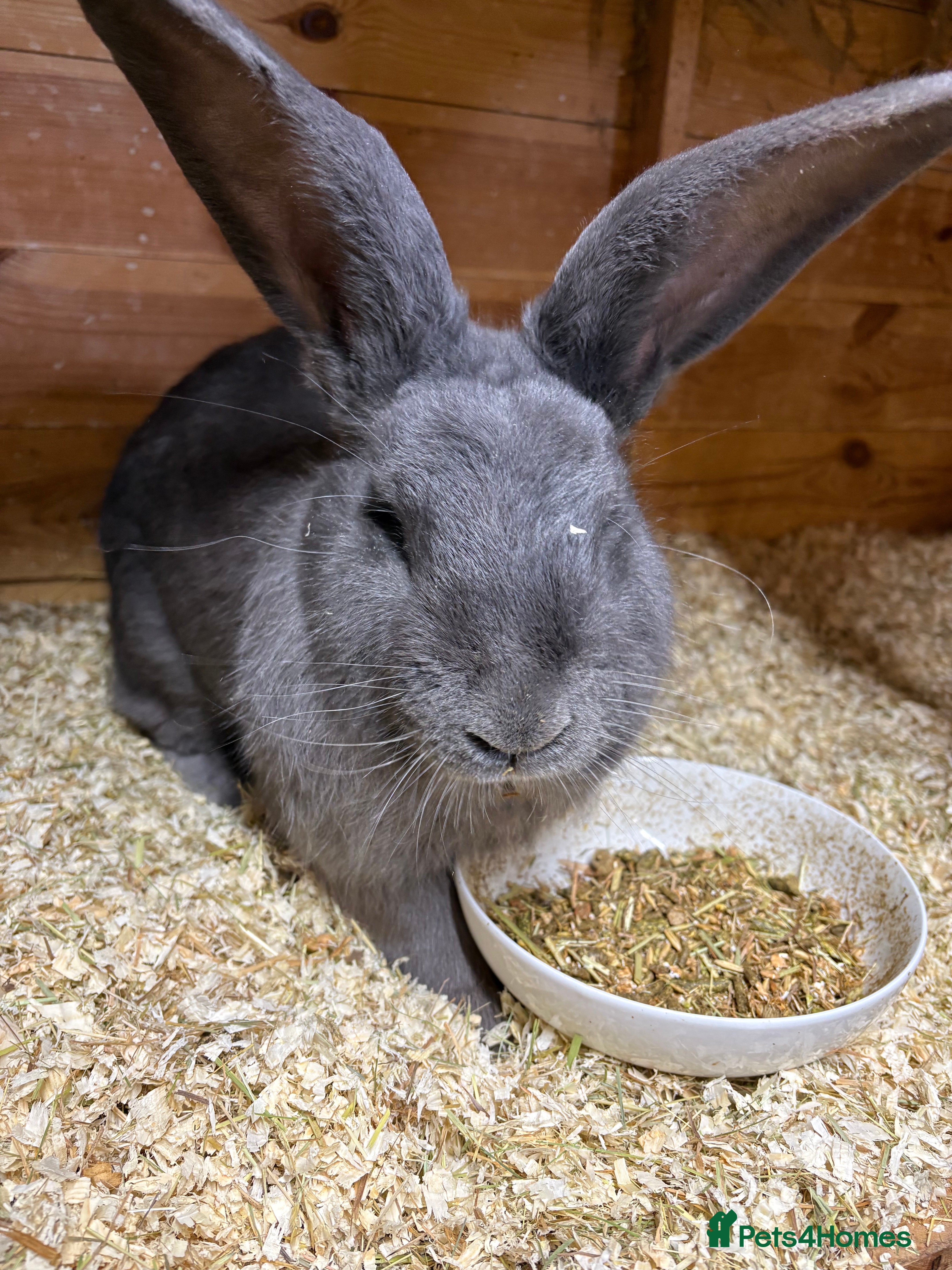 Continental Giant rabbits continental giant adults  - Advert 10