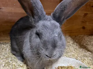 Continental Giant rabbits continental giant adults - Advert 10