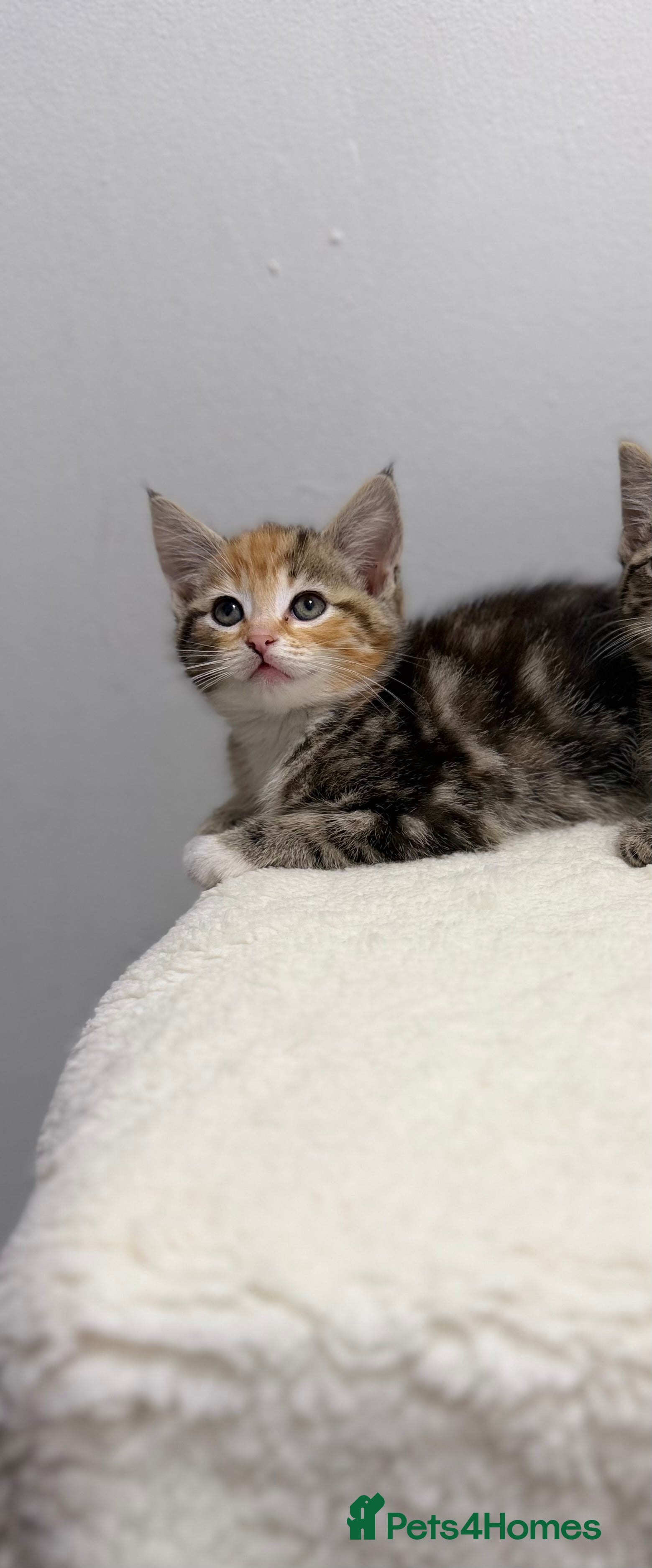 Mixed Breed cats Scottish fold x bsh  - Advert 4