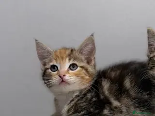 Mixed Breed cats Scottish fold x bsh - Advert 6