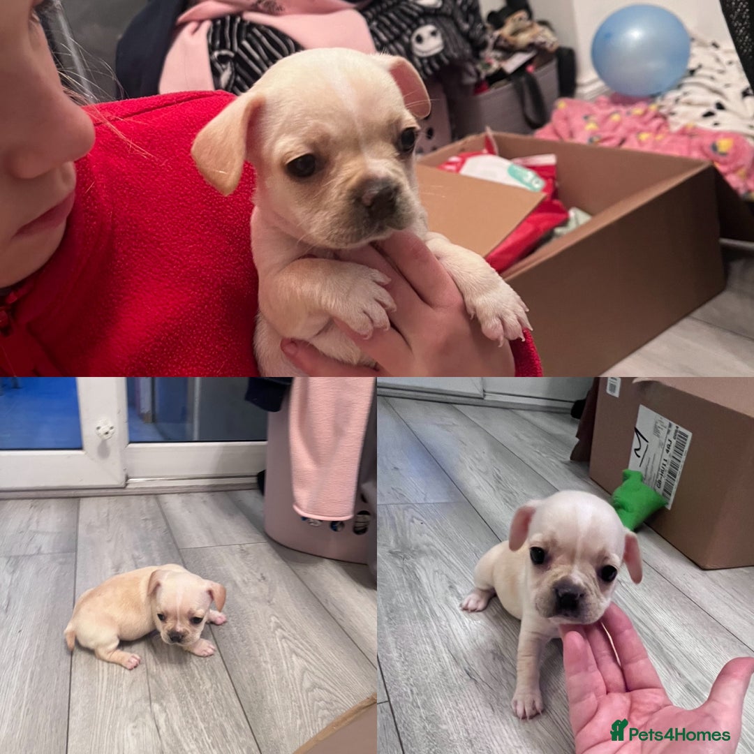 Mixed Breed dogs for sale: X3 Beautiful girl French bulldogs cross  - Advert 2