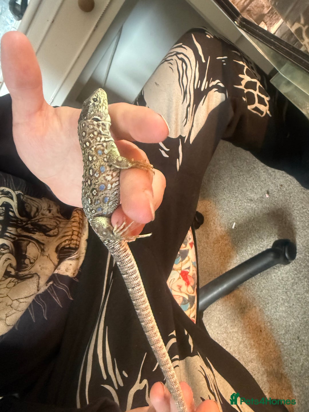 Lizard reptiles for sale: Free jewelled lacertas read description  - Image 6