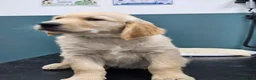 Golden Retriever dogs for sale: READY TO LEAVE Litter of Golden Retriever puppies - Advert 13