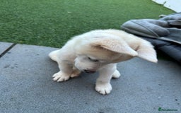 Akita dogs for sale: Beautiful Akita girl puppy for sale  - Image 6