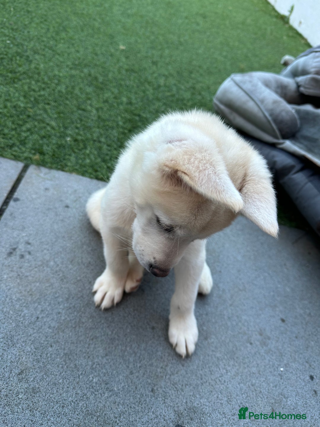 Akita dogs for sale: Beautiful Akita girl puppy for sale  - Image 6