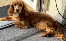 Cockapoo dogs for sale: 7 beautiful cockapoos  - Image 9
