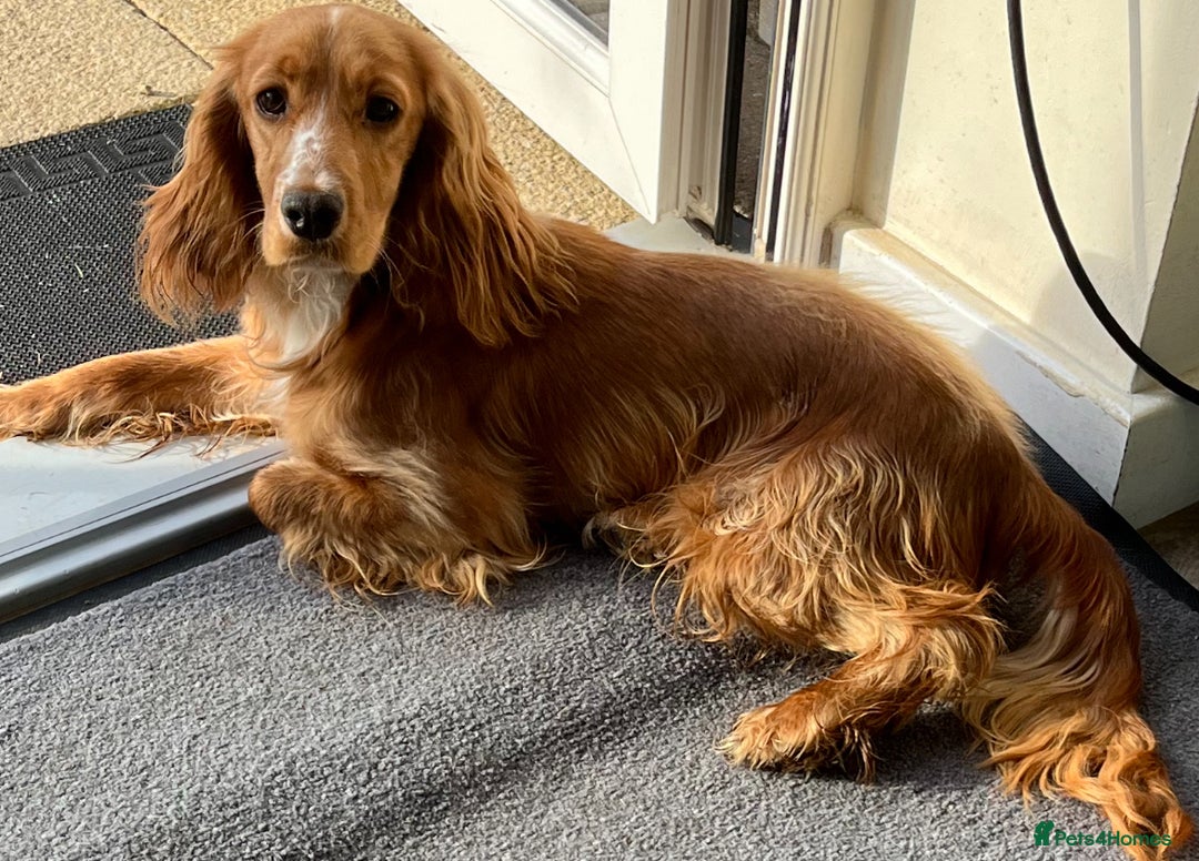 Cockapoo dogs for sale: 7 beautiful cockapoos  - Image 9