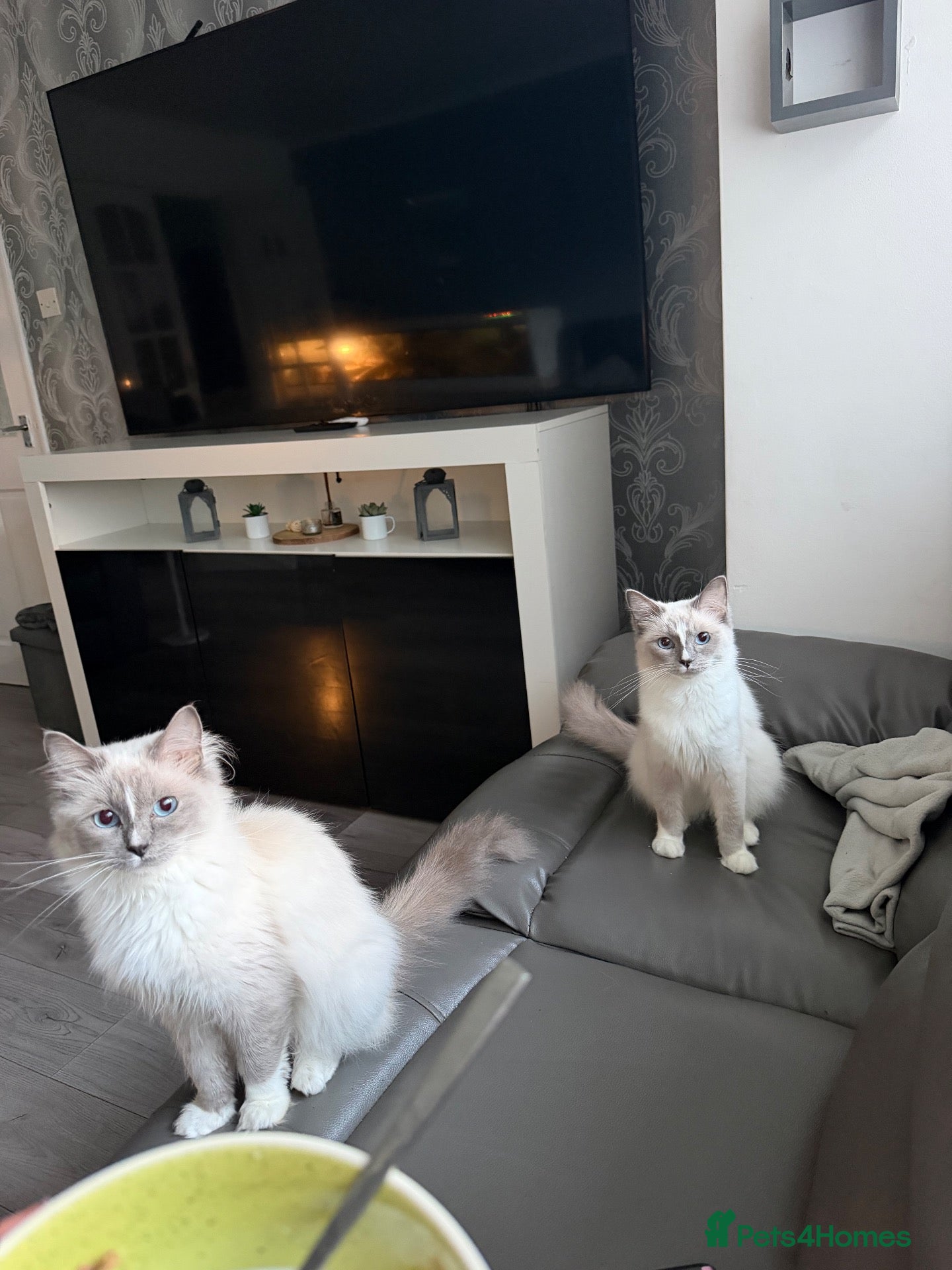 Ragdoll cats 2 Ragdoll sisters 12 month old - Advert 1