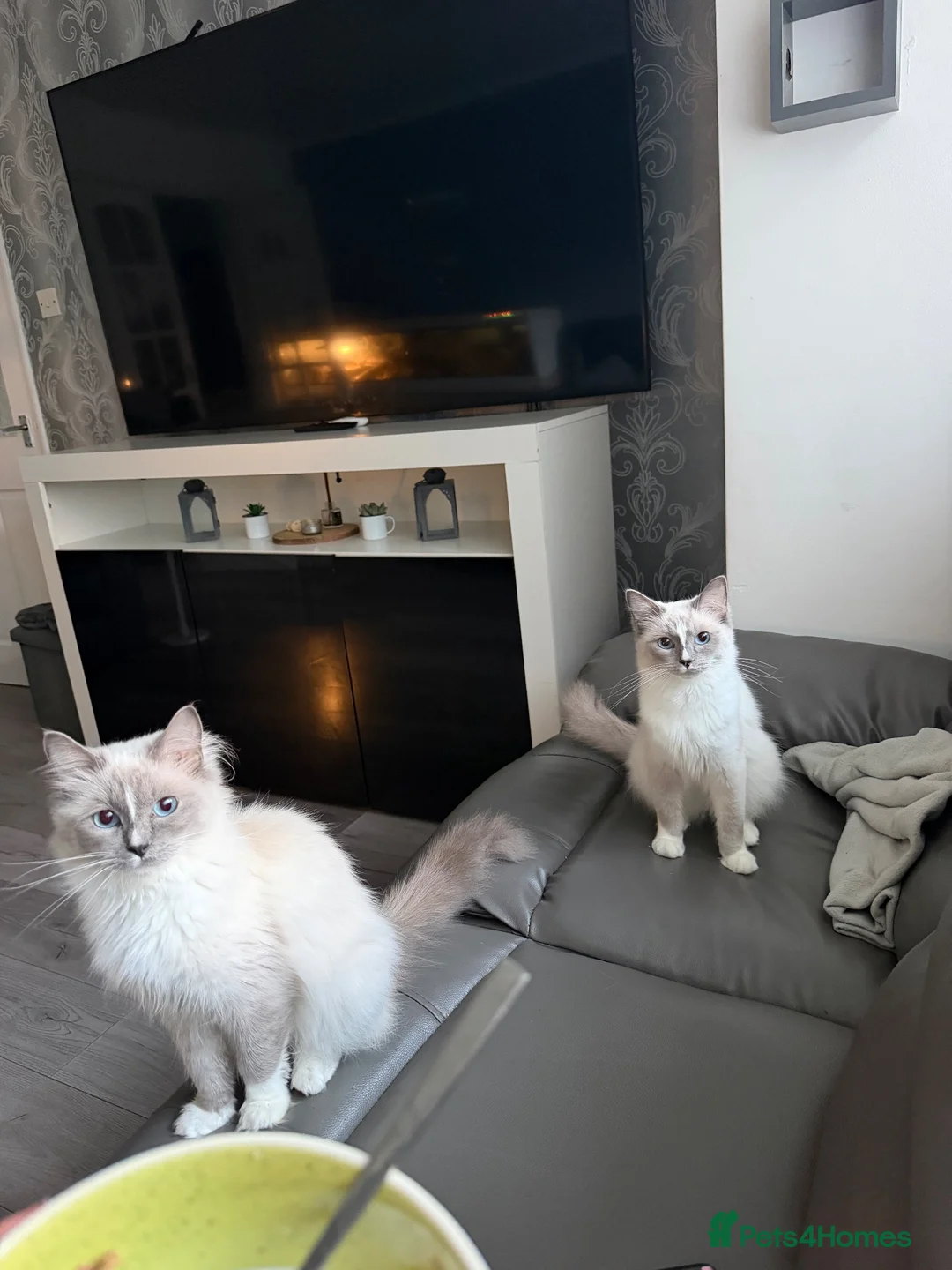Ragdoll cats for sale: 2 Ragdoll sisters 12 month old in Newcastle - Advert 1