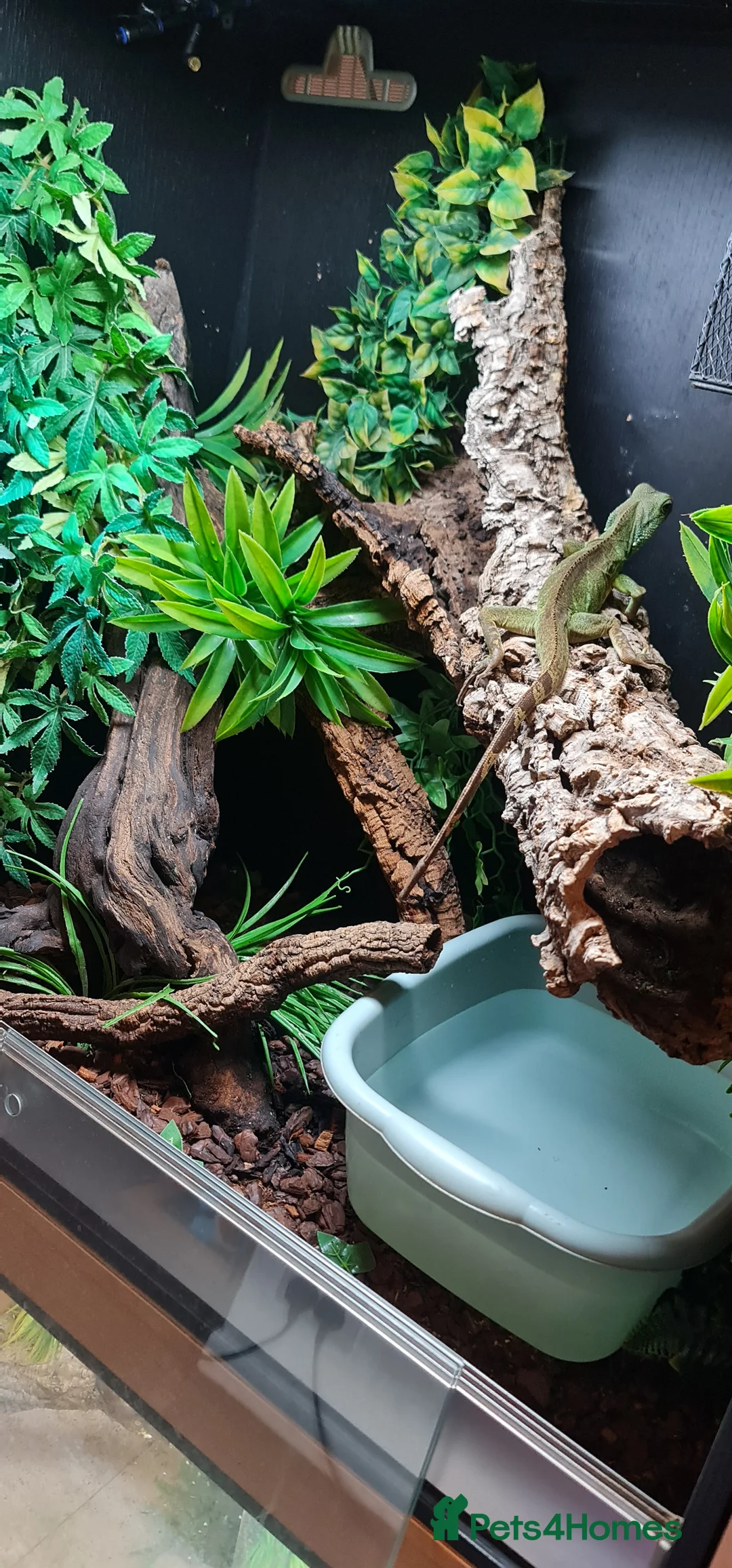 Dragon reptiles for sale: Chinese Water Dragon  - Advert 2