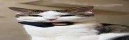 Mixed Breed cats for sale: 4 Kittens Available (Prize Winning Stock 🏆) in Croydon - Advert 1