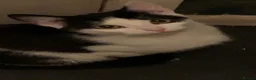 Mixed Breed cats for sale: 7 loving kittens for sale  - Advert 1