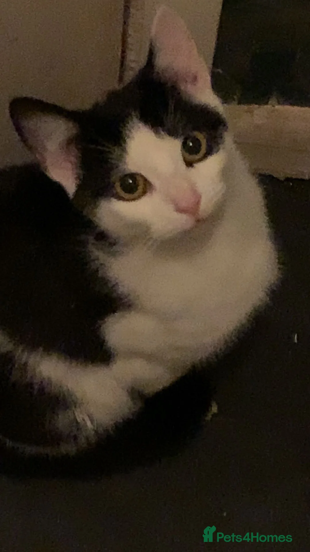 Mixed Breed cats for sale: 7 loving kittens for sale  - Advert 1