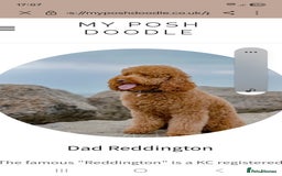 Goldendoodle dogs for sale: Miniature Goldendoodles  - Image 4