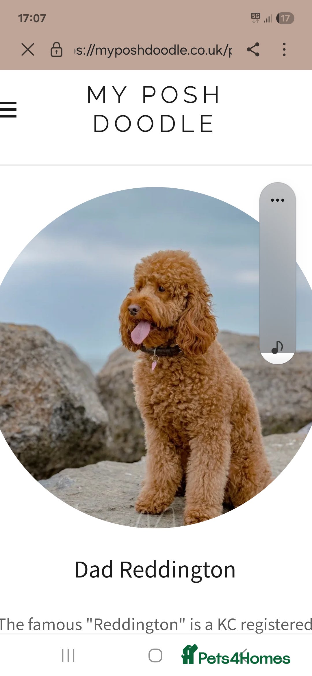 Goldendoodle dogs for sale: Miniature Goldendoodles  - Image 4