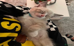 Bengal cats for sale: Ragdoll x Egyptian mau kitties  - Image 8