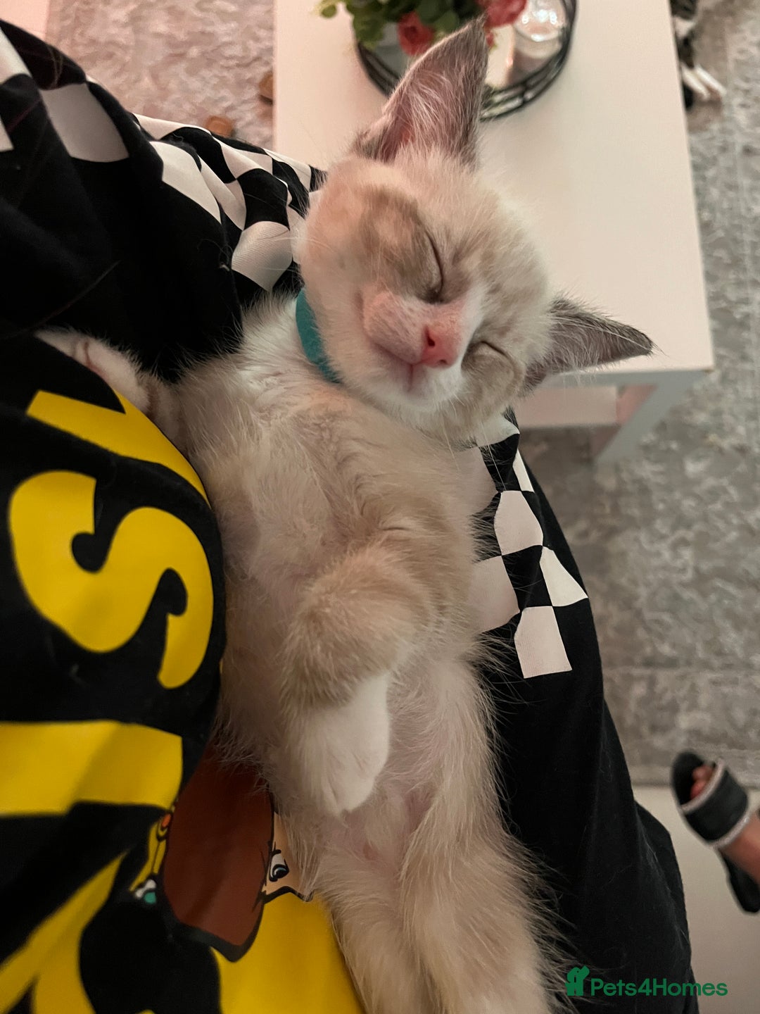 Bengal cats for sale: Ragdoll x Egyptian mau kitties  - Image 8