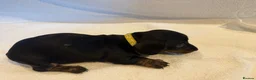 Miniature Dachshund dogs for sale: Miniature Dachshund Puppies - Advert 18