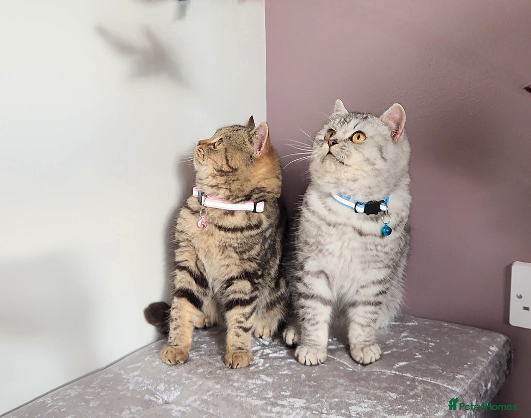 British Shorthair cats for sale: 🏆 Pedigree Silver British Shorthair Kittens 🏆 - Advert 19