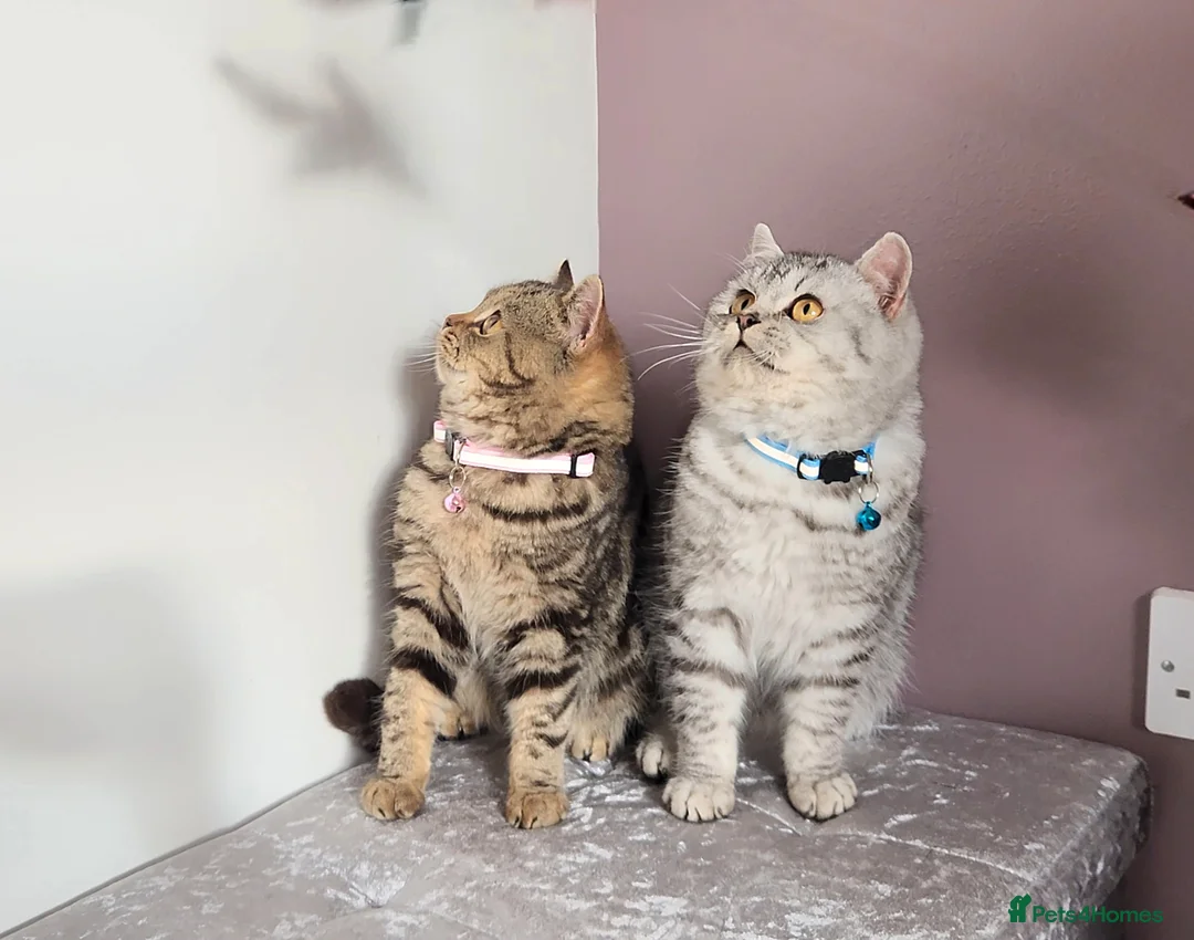 British Shorthair cats for sale: 🏆 Pedigree Silver British Shorthair Kittens 🏆 - Advert 4