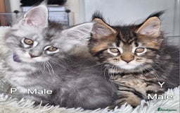Maine Coon cats for sale: Lintons Pride Maine Coon Kittens. Ready Now - Image 1