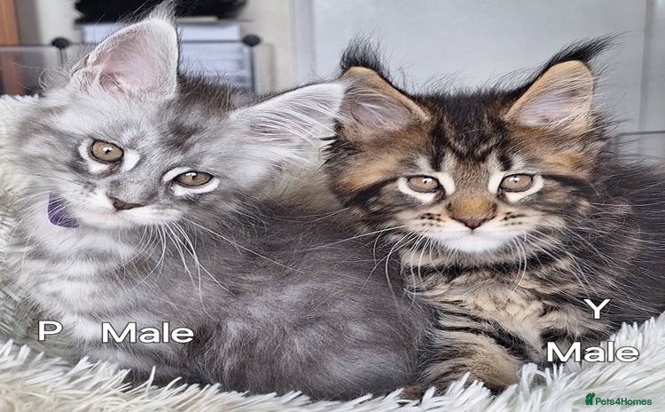Maine Coon cats - Advert 12