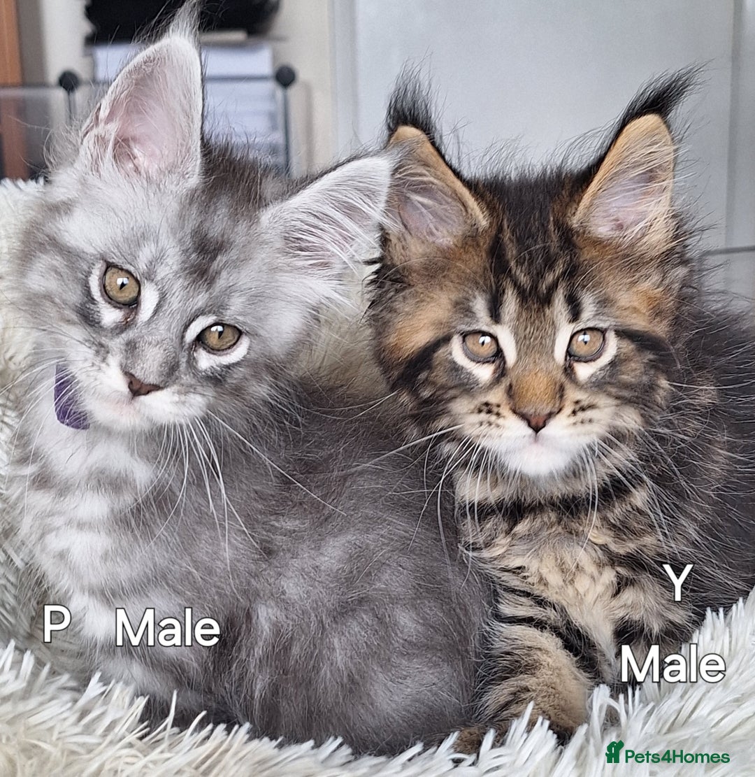 Maine Coon cats for sale: Lintons Pride Maine Coon Kittens. Ready Now - Image 1