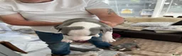 Whippet dogs for sale: Whippet puppies for sale in Hexham - Advert 3